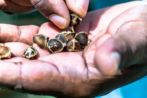Black male adult hands holding a fresh pick of moringa seeds.